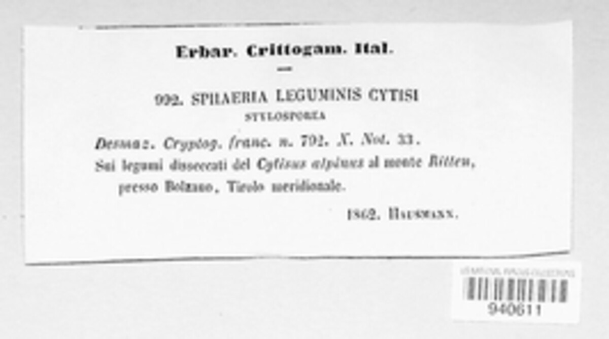 Diplodina leguminis-cytisi image